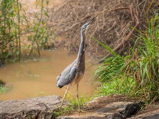Ruffled Grey Heron Looks Up