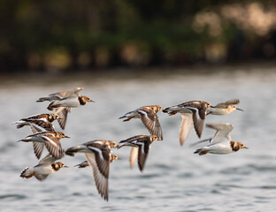 A flock of snipe and ruddy turnstone flyin along the sea shore.
