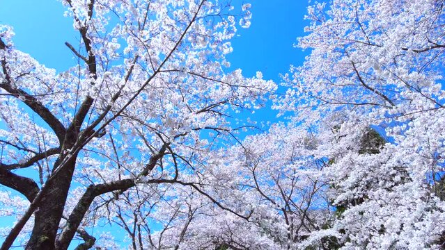 満開の桜の花びらと青空を移動撮影  4K  桜並木道を見上げて歩くPOVショット  2022年4月5日
広島県 八千代湖 土師ダム