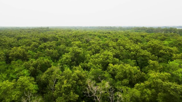 Fly Over Evergreen Tropical Trees In The Amazon Rainforest. Aerial Drone Shot