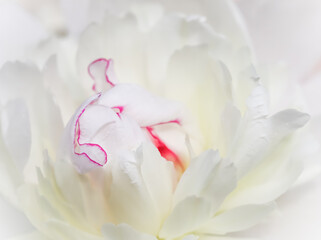 White peony flower petals. Macro flowers background. Soft focus