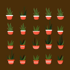 Potted Aloe Vera Plant