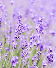 Lavender flowers blooming in the lavender field. Soft focus