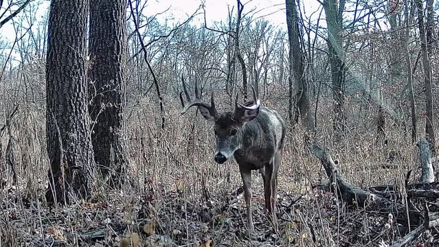 A monster record buck showed up right in front of my camera