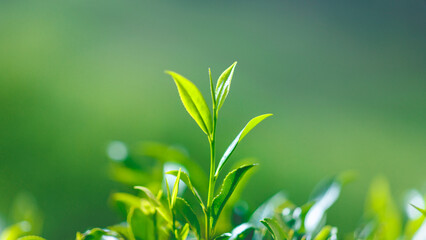 Fototapeta na wymiar Close-up fresh perfect tea bud and leaves on tea plantation background. High quality banner photo with copy space backdrop for text