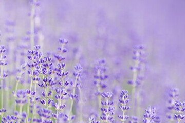 Naklejka premium Lavender flowers blooming in the garden with blurred background.