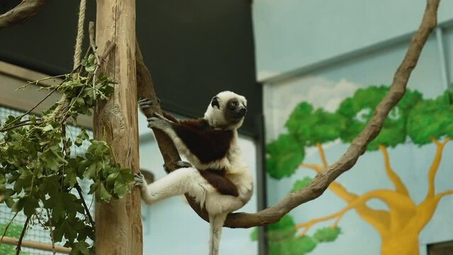 Baby Lemur sitting on a tree branch inside a zoo