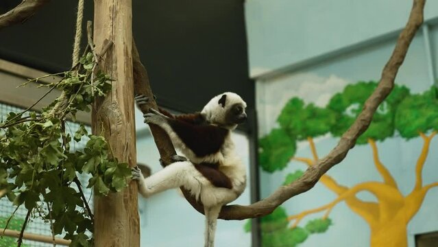 Cute baby Lemur sitting on a tree branch inside a zoo