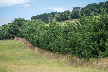 tree hedge of a farm in australia