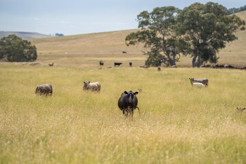 herd of cows on a farm in summer on a dry hot day