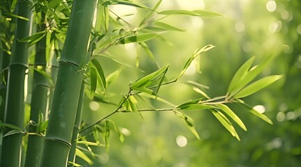 bamboo forest background