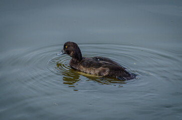 Gadwall duck in the water