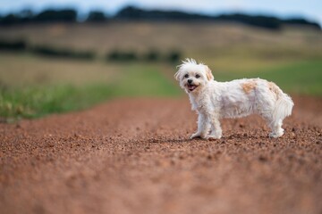 white dog on a farm standing on a track
