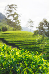 Landscape of green tea plantation in up country near Nuwara Eliya, Sri Lanka. High quality photo. Green tea field for background