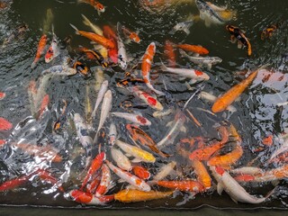 Obraz na płótnie Canvas Swarms of koi fish are gathering to swim in the fish pond
