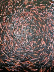 tilapia fish are swimming with their flock in a fish pond