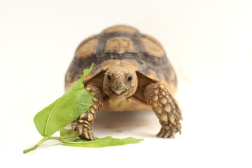 Cute small baby African Sulcata Tortoise in front of white background, African spurred tortoise isolated white background studio lighting,Cute animal