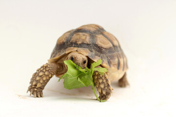 Cute small baby African Sulcata Tortoise in front of white background, African spurred tortoise isolated white background studio lighting,Cute animal