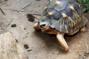Portrait of radiated tortoise,The radiated tortoise eating flower ,Tortoise sunbathe on ground with his protective shell ,cute animal ,Astrochelys radiata ,The radiatedtortoise from Madagascar