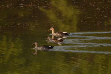 spot-billed ducks in the lake