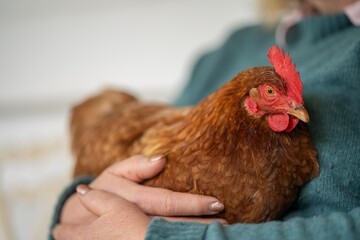hugging a Pasture raised poultry on a regenerative agriculture farm. With hens and chooks