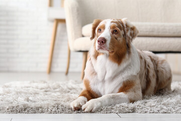 Cute Australian Shepherd dog lying on carpet at home