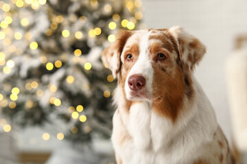 Cute Australian Shepherd dog at home on Christmas eve, closeup