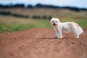 white dog on a farm standing on a track