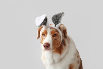 Cute Australian Shepherd dog in bunny ears on light background, closeup. Easter celebration