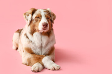 Cute Australian Shepherd dog lying on pink background