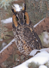 Portrait of a Long-eared owl in a fir tree surrounded by branches and snow, Quebec, Canada