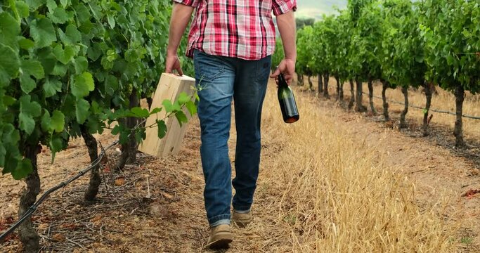 a farmer's feet walking on the ground near a vineyard with a crate in his hands. male farmer with a box walks along him field. Nature, meat and milk farmer, sustainable business in food industry.