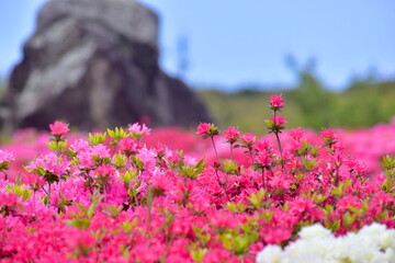Fototapeta premium 菅無田公園 山口 ツツジ