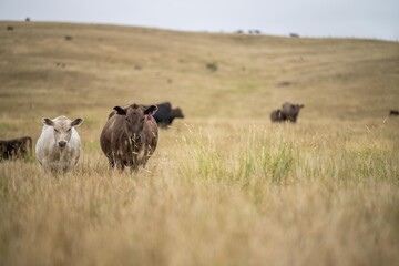 cow portrait in a field on a farm herd of cows