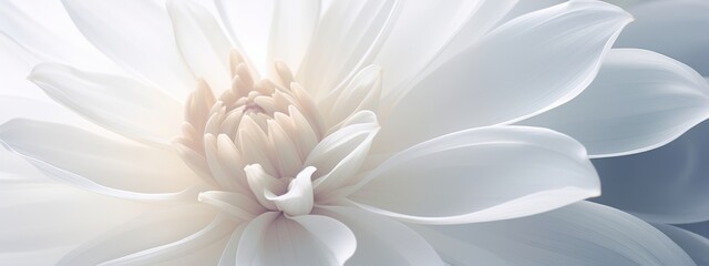 White flowers background. Macro of white petals texture. Soft dreamy image