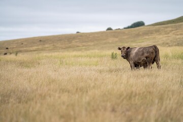 cow portrait in a field on a farm in summer