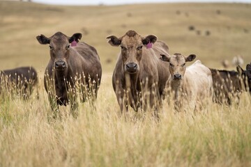 Cows in a field, Stud Beef bulls, cow and cattle grazing on grass in a field, in Australia. breeds include murray grey, angus, brangus and waggu in summer in australia