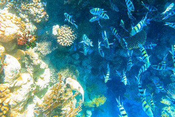 Masked puffer (Arothron diadematus) and Indo-Pacific sergeants (Abudefduf vaigiensis) on coral reef in the Red sea in Ras Mohammed national park, Sinai peninsula in Egypt