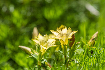 native species of yellow Gentiana flowers