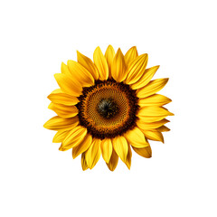 Sunflower flower isloted on a png background.