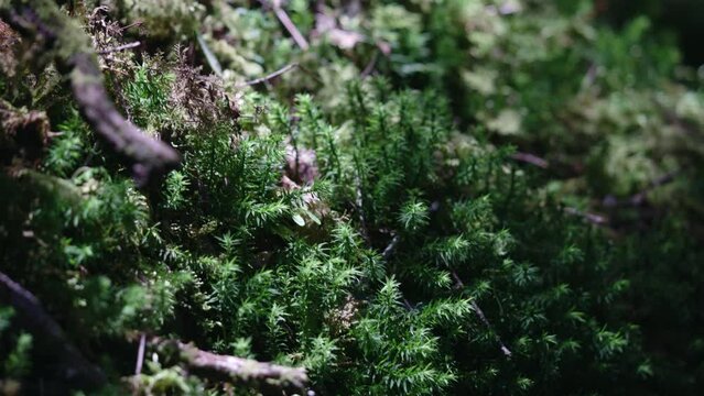 夏の八ヶ岳　ウマスギゴケのアップ　日本の山 長野県 苔