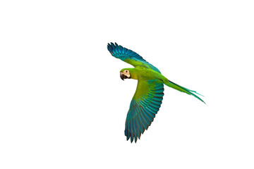 Colorful of Chestgold macaw flying isolated on transparent background. Chestnut-fronted macaw mated with Blue and gold macaw.
