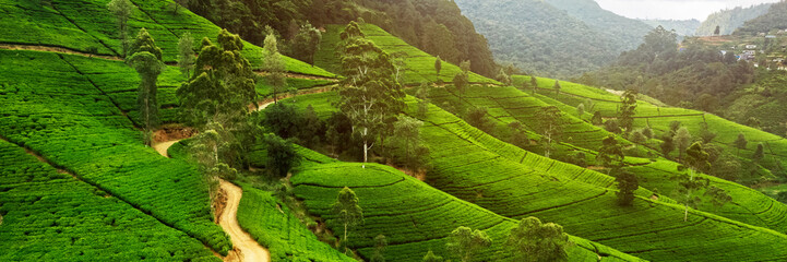 Panorama of green tea plantation in up country near Nuwara Eliya, Sri Lanka. High quality photo. Green tea field for background and banner