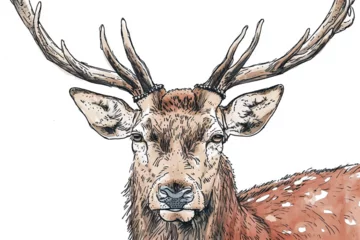 Tuinposter drawing a deer stroke style © Yoshimura