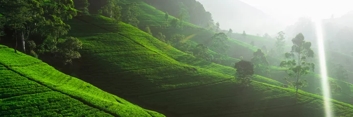 Foto op Aluminium Panorama of green tea plantation in up country near Nuwara Eliya, Sri Lanka. High quality photo. Green tea field for background and banner © Buyanskyy Production