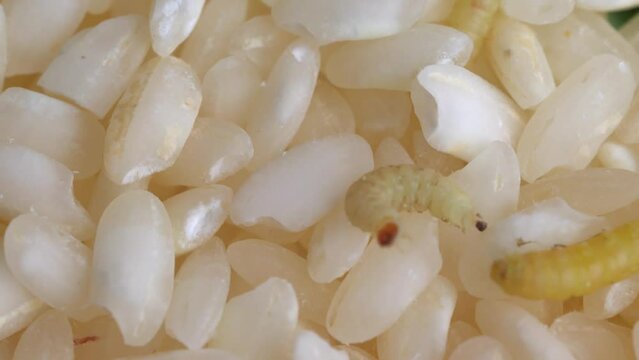 Indianmeal Moth Larvae Infest Rice Grains. - close up shot 