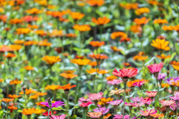 Obraz premium colorful cosmos flowers farm