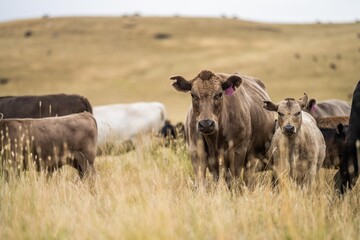 cow portrait in a field on a farm herd of cows