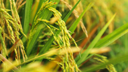 blurred and selective focus view of rice fields in the morning with dew drops on rice leaves. nature background