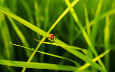 a Spilostethus saxatilis attached to a rice leaf. bug life